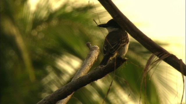 Giant Kingbird - ML439883