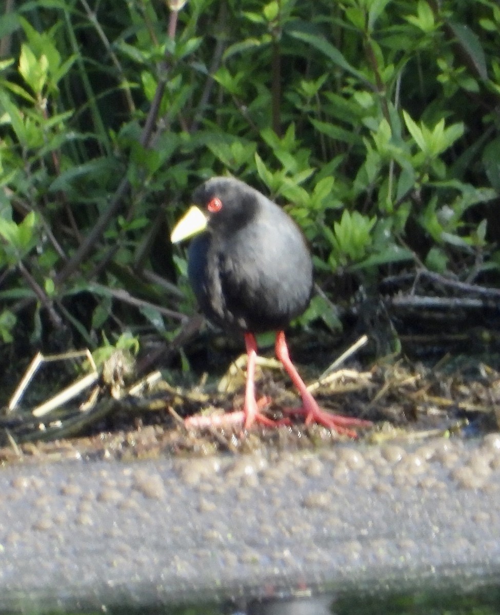 Black Crake - Gary Brent