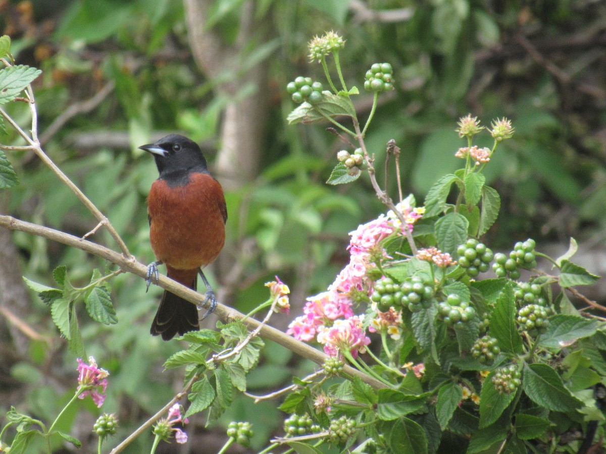 Orchard Oriole - Jean  Solana