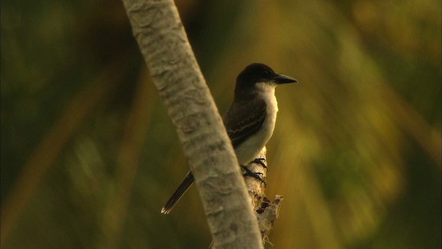 Giant Kingbird - ML439884