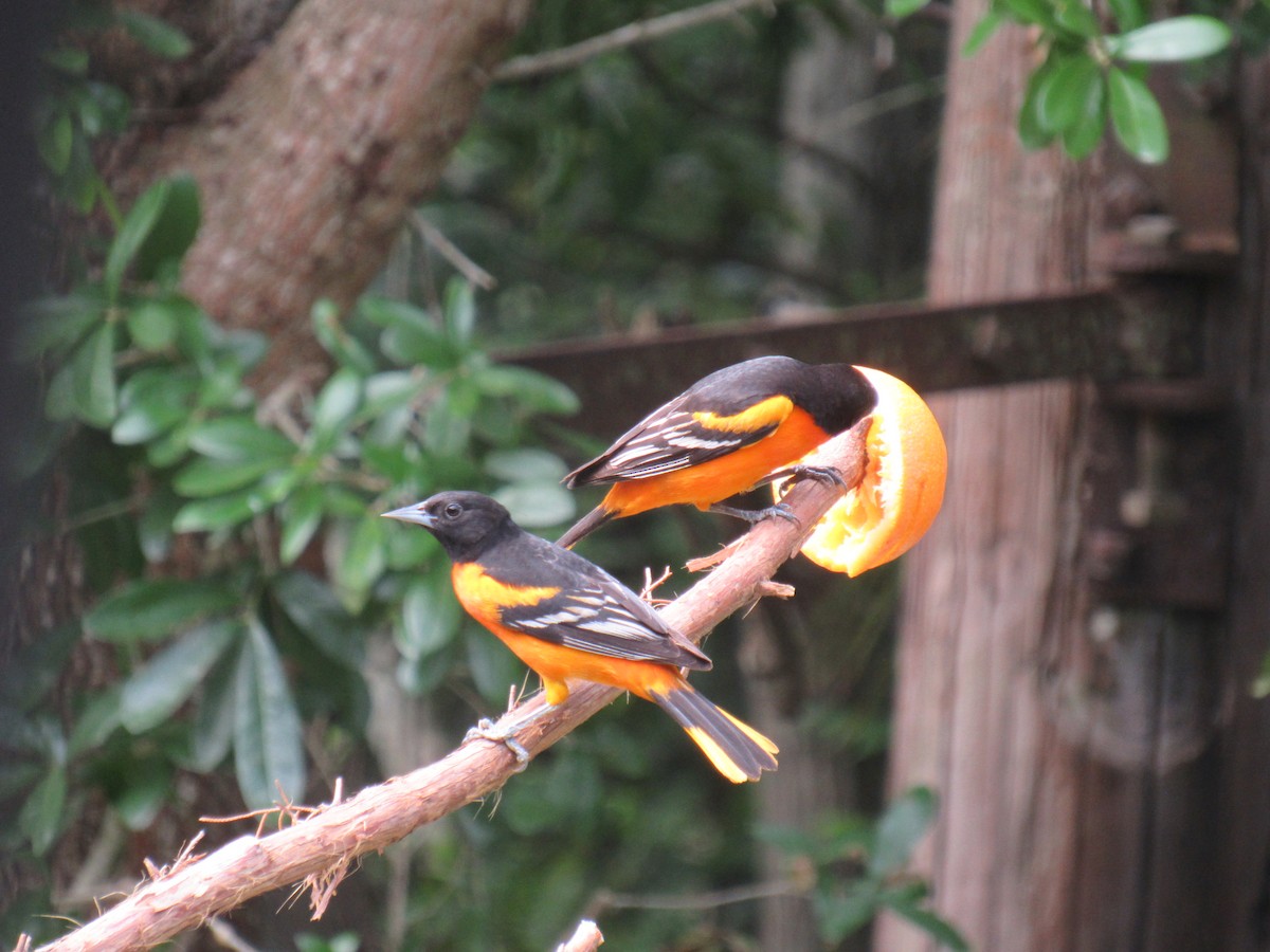 Baltimore Oriole - ML439884011