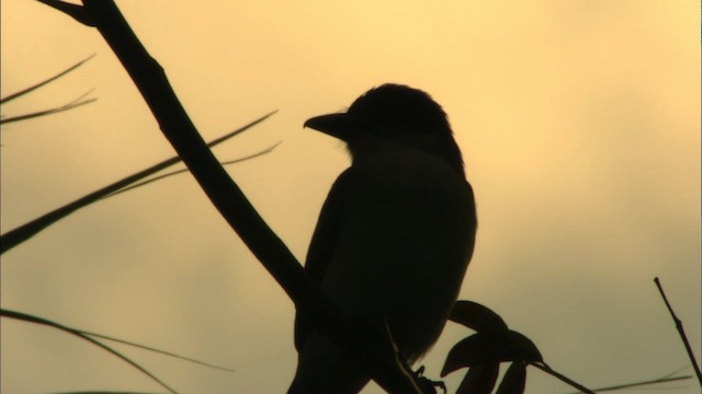 Giant Kingbird - ML439886