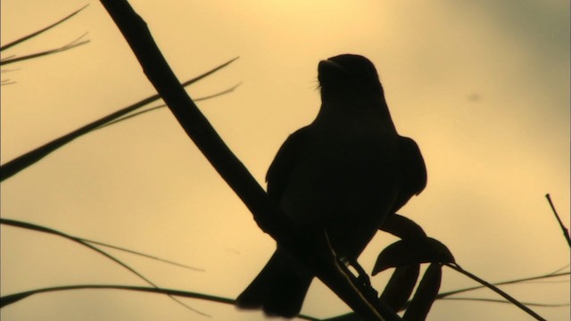 Giant Kingbird - ML439887