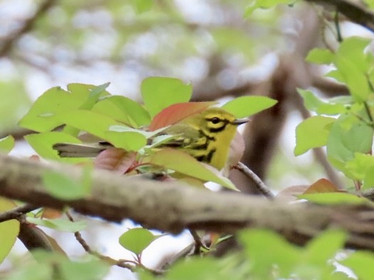 Prairie Warbler - ML439888771