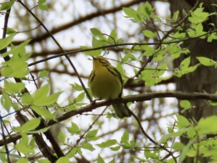 Prairie Warbler - ML439888781