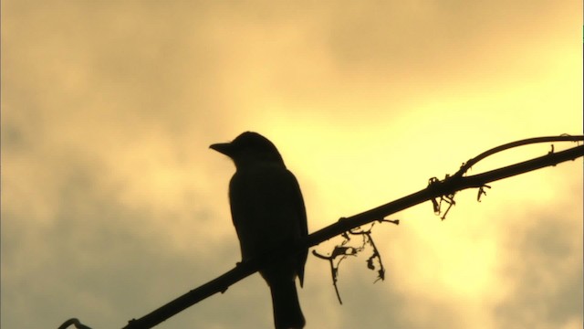 Giant Kingbird - ML439889