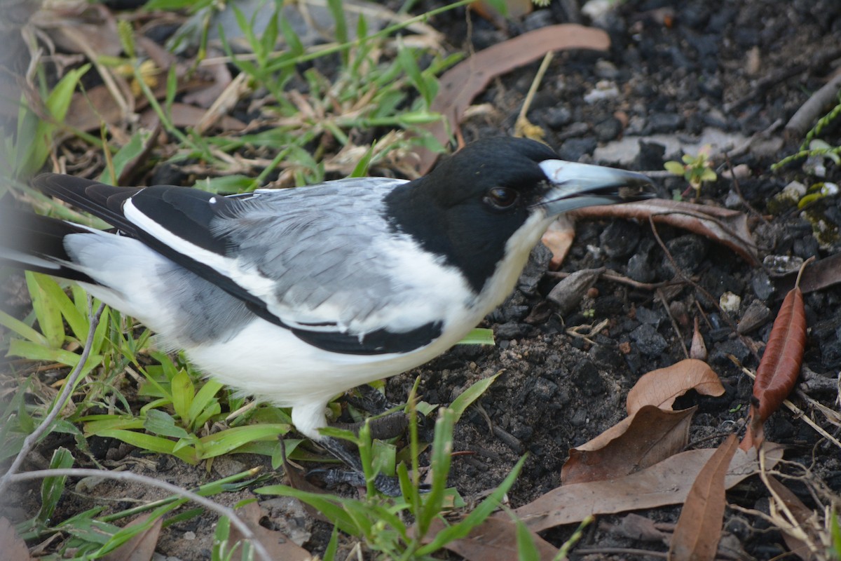 Silver-backed Butcherbird - Holger Woyt