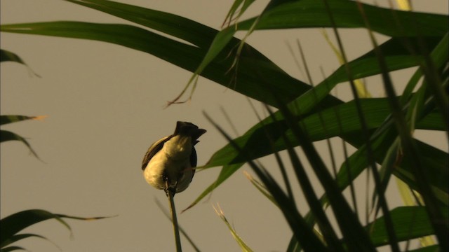 Giant Kingbird - ML439890