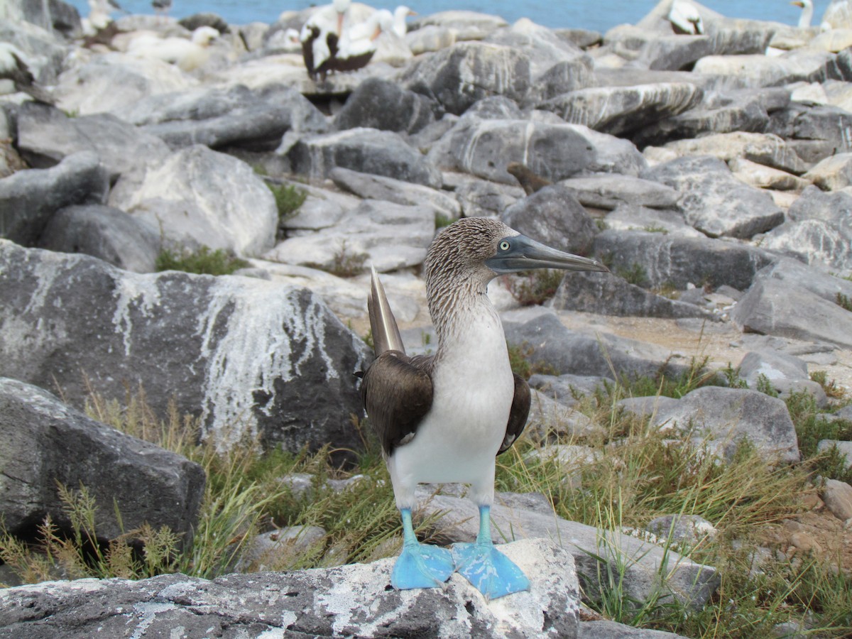 Blue-footed Booby - Lisa Owens