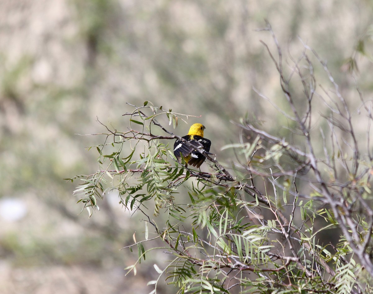 Picogrueso Ventriamarillo - ML439891621