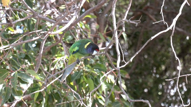 Australian Ringneck (Twenty-eight) - ML439891821