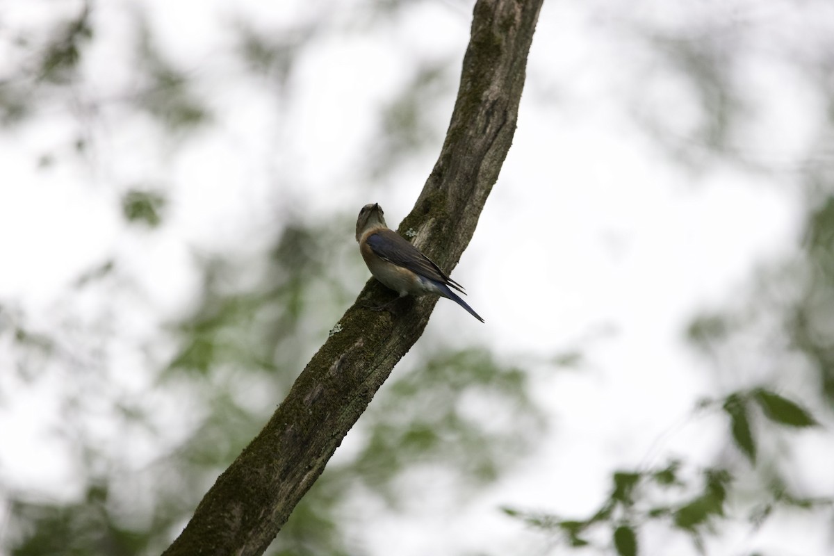 Eastern Bluebird - ML439891981