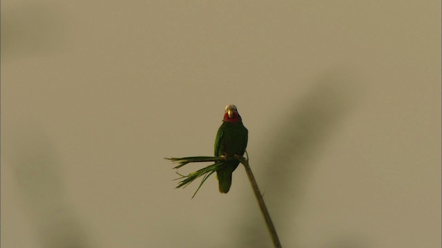 Amazona Cubana (leucocephala) - ML439892