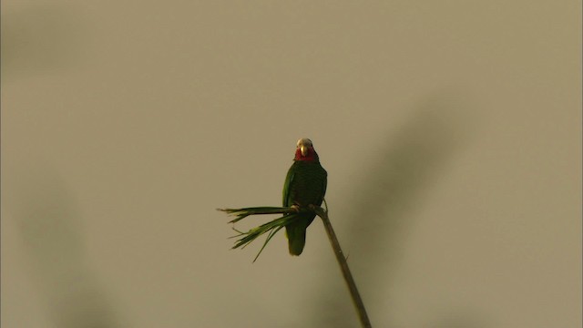 Küba Amazonu (leucocephala) - ML439892