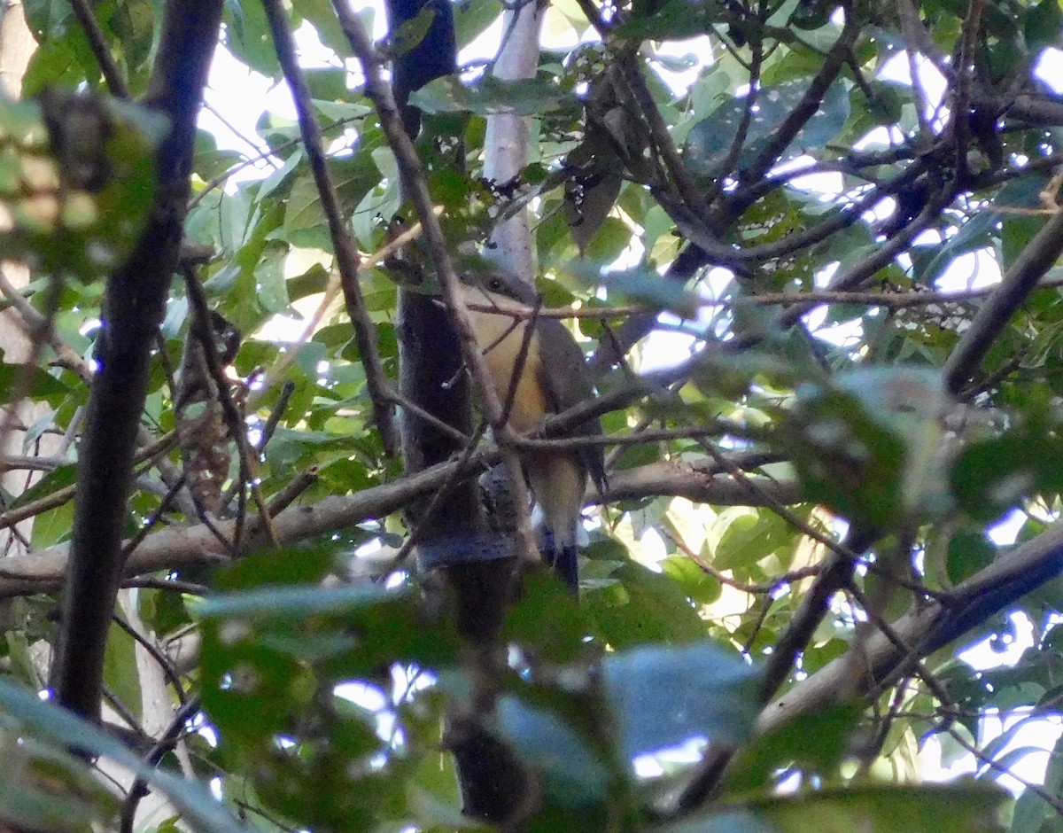 Mangrove Cuckoo - Tanya Seshadri