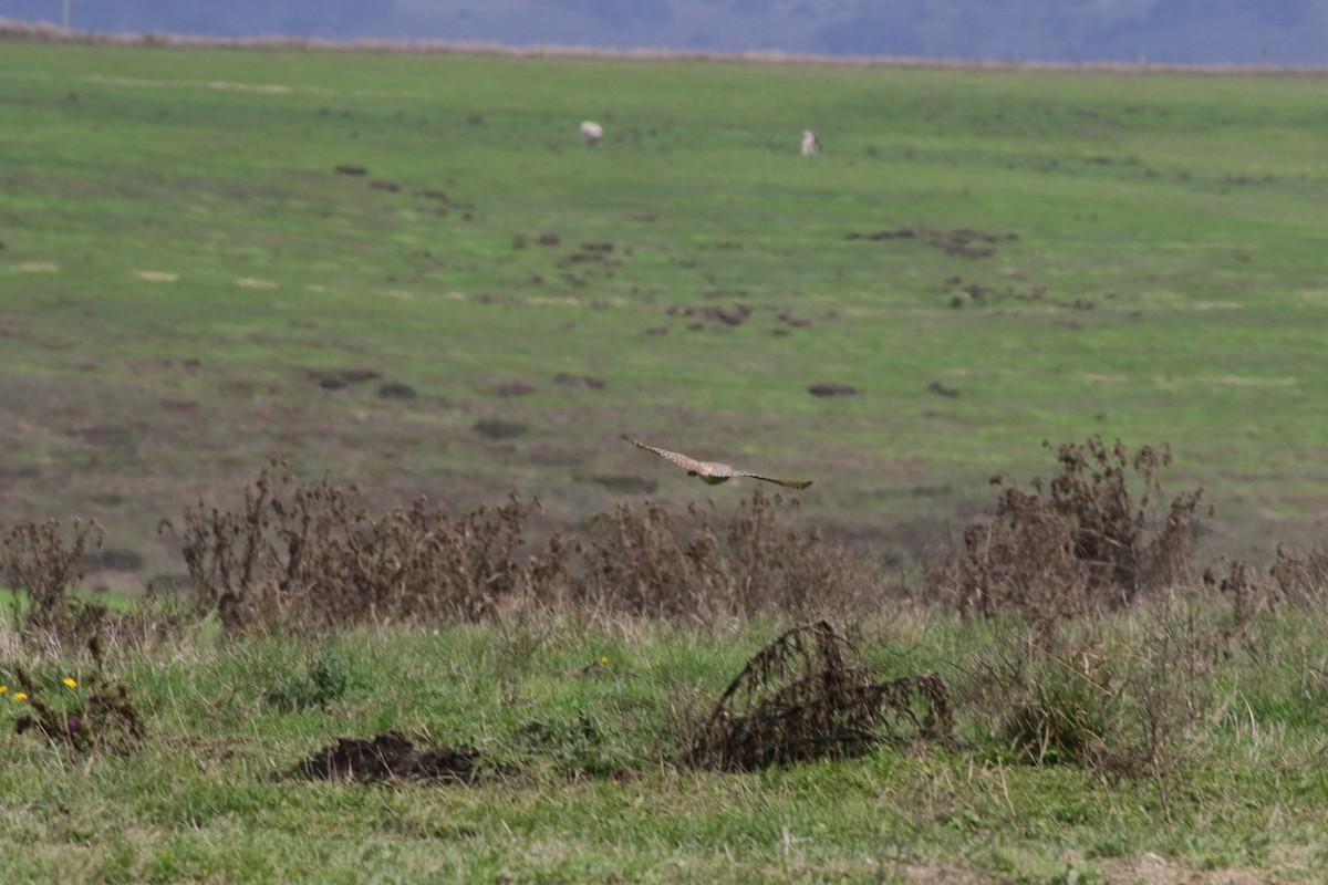 Burrowing Owl - Jonah  Benningfield