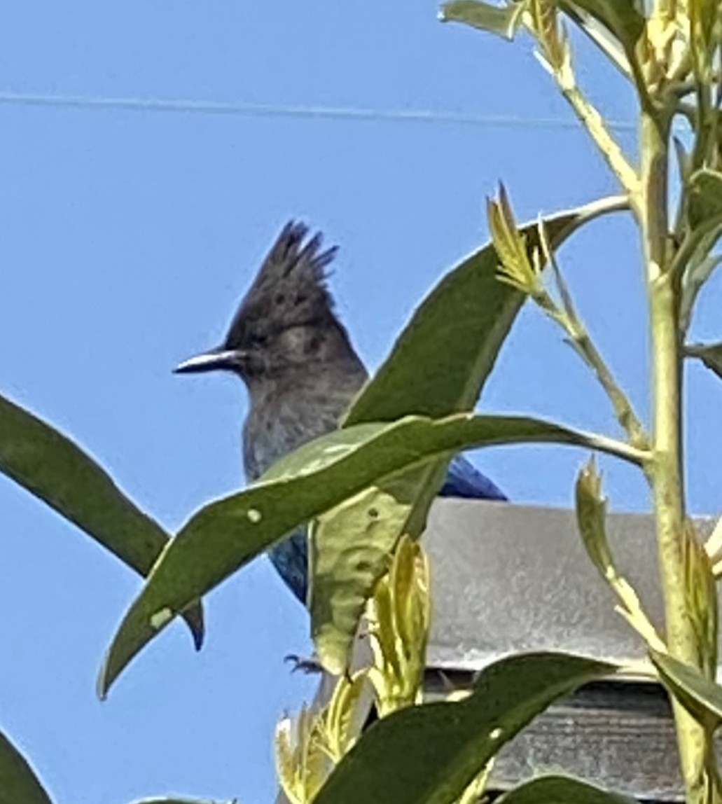 Steller's Jay - ML439894431