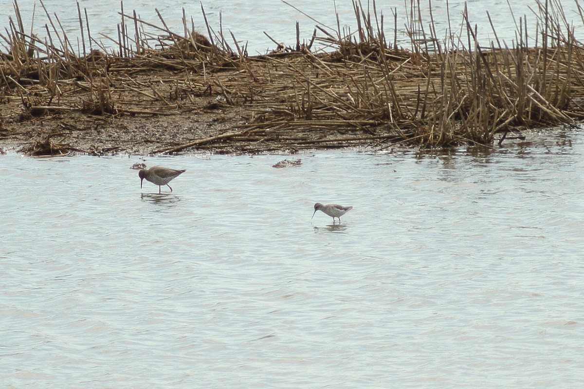 Marsh Sandpiper - ML439894481