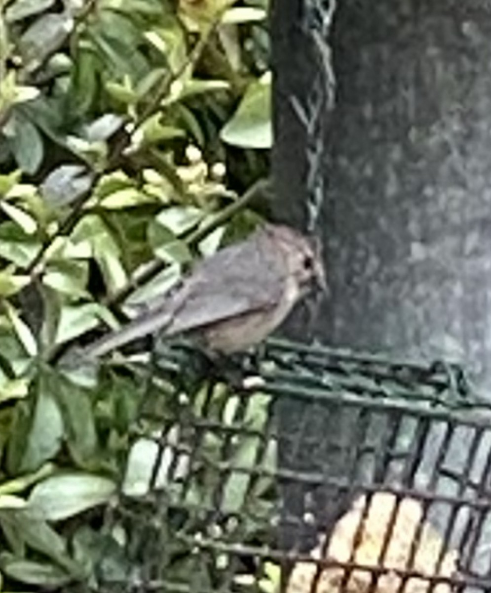 Bushtit - ML439894511