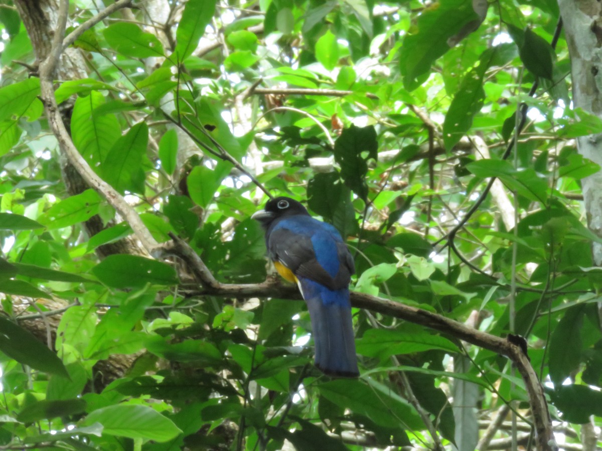 Trogon à queue blanche - ML439895391