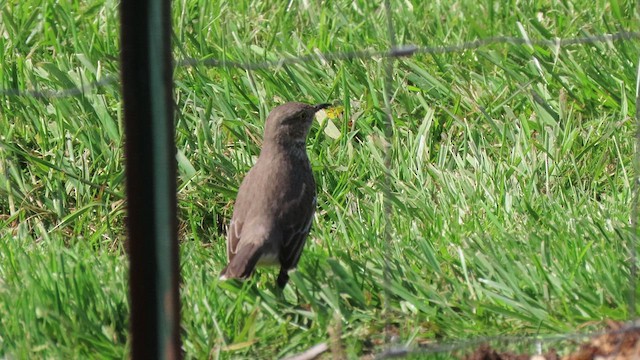 Sage Thrasher - ML439895851