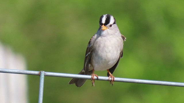 White-crowned Sparrow - ML439896611