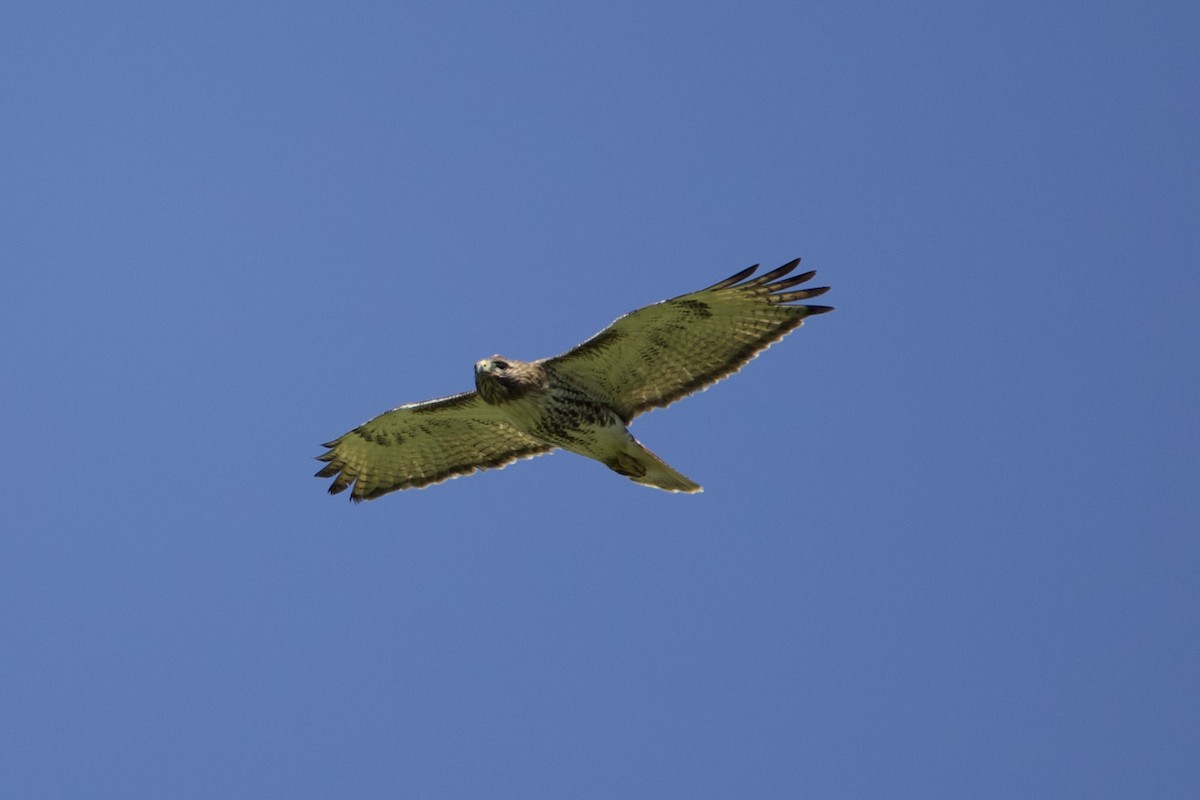 Red-tailed Hawk - ML439896781