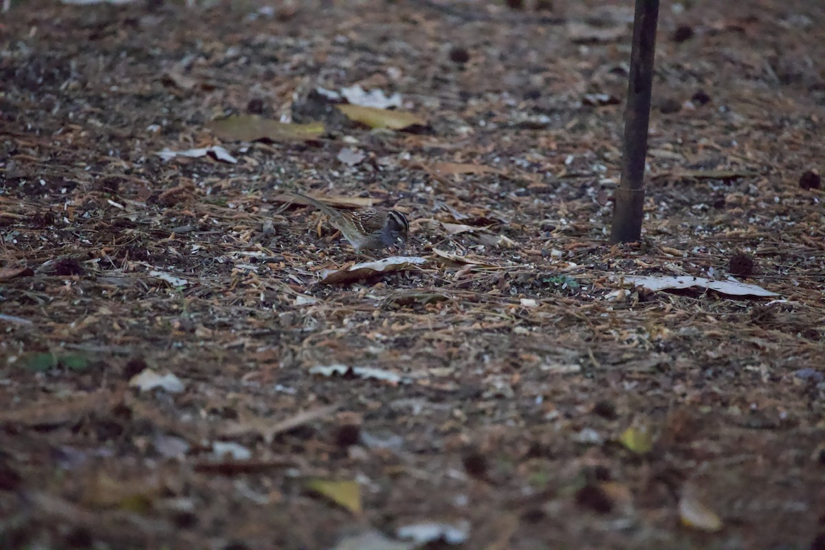 White-throated Sparrow - ML439897031