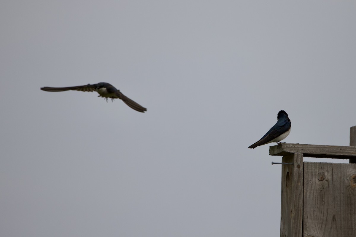 Tree Swallow - ML439897341