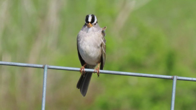 White-crowned Sparrow - ML439897351