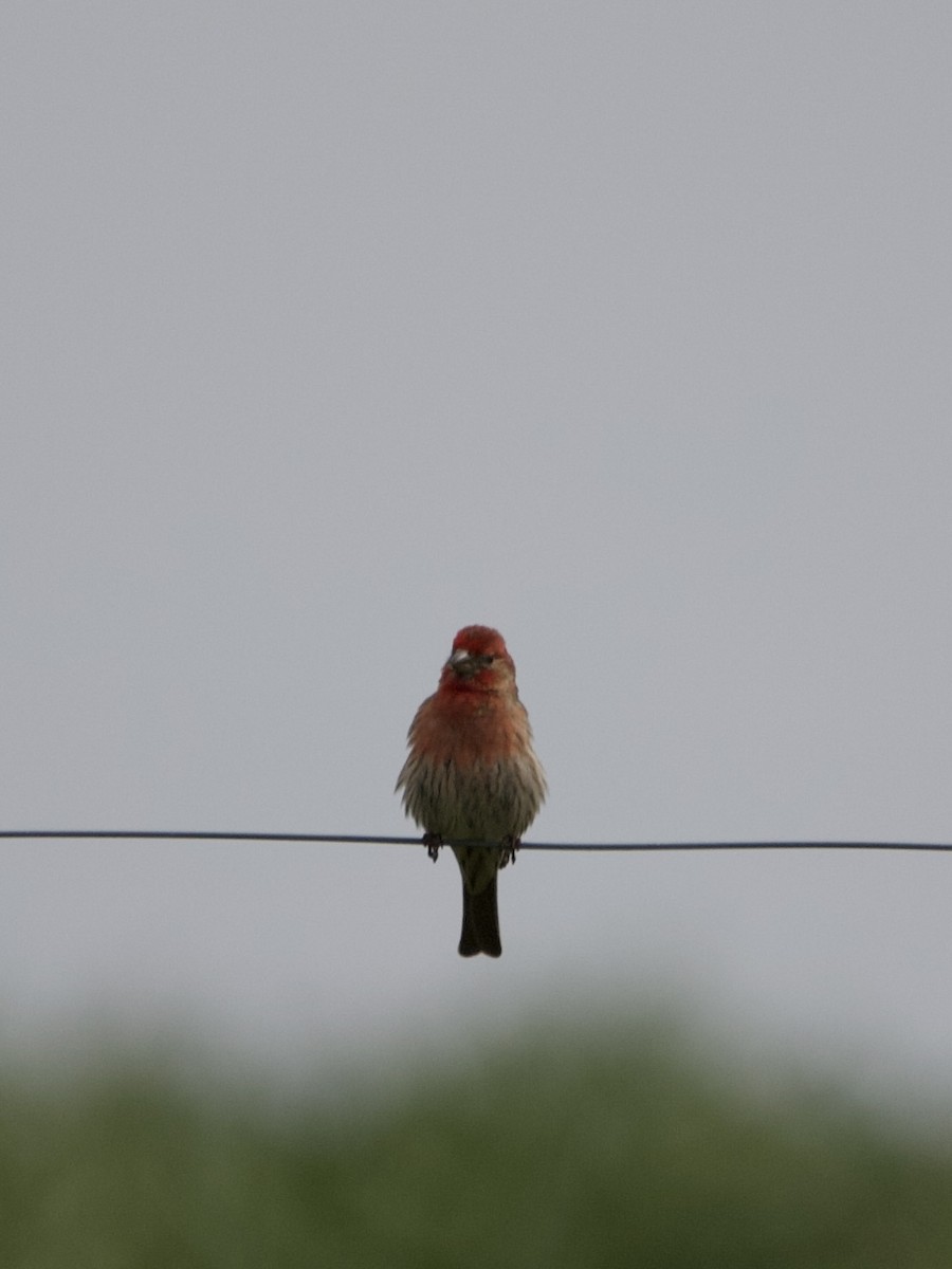 House Finch - ML439897371