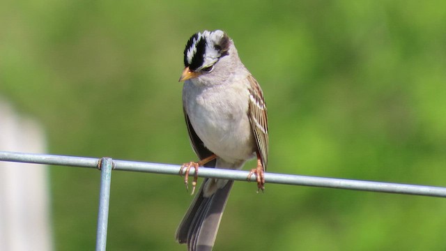 White-crowned Sparrow - ML439897891