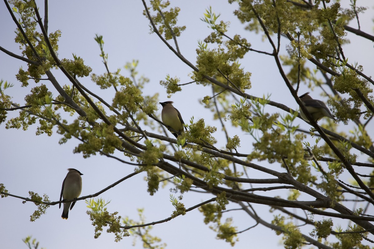 Cedar Waxwing - ML439897961