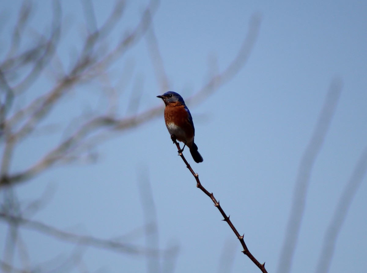 Eastern Bluebird - ML439898041