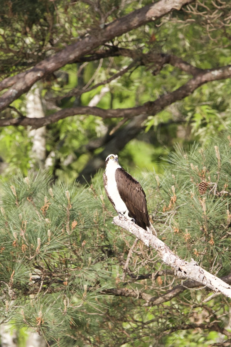 Osprey - ML439898361