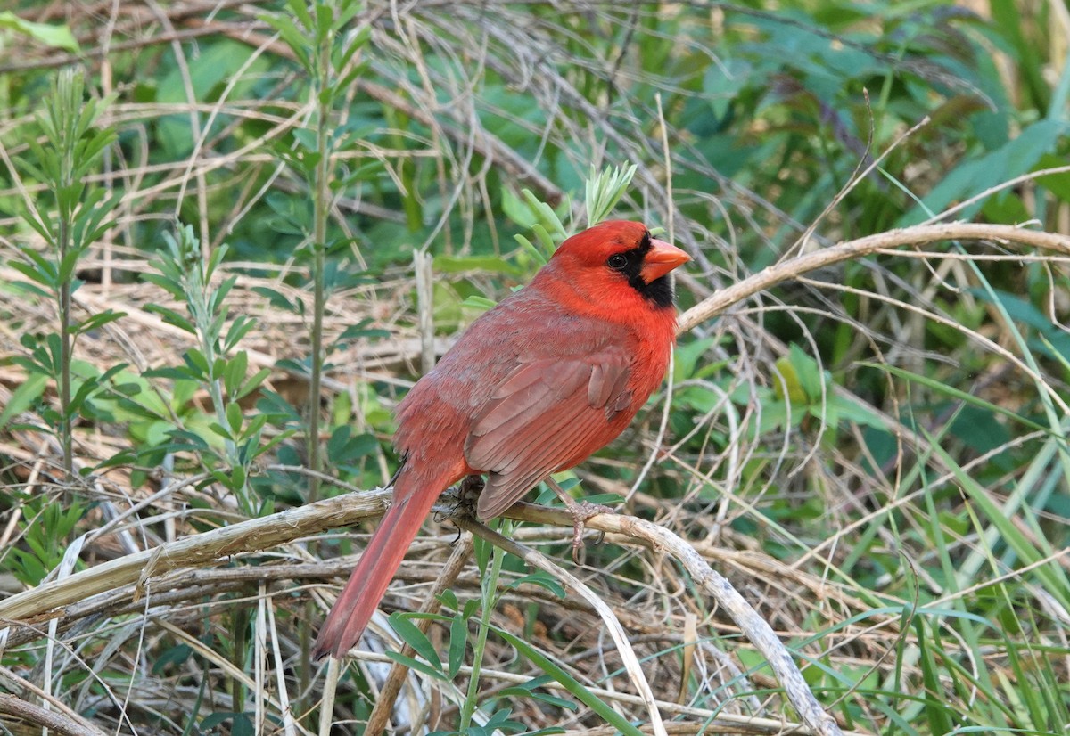 Northern Cardinal - ML439898451