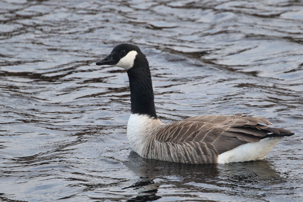 Canada Goose (canadensis Group) - Daniel Branch