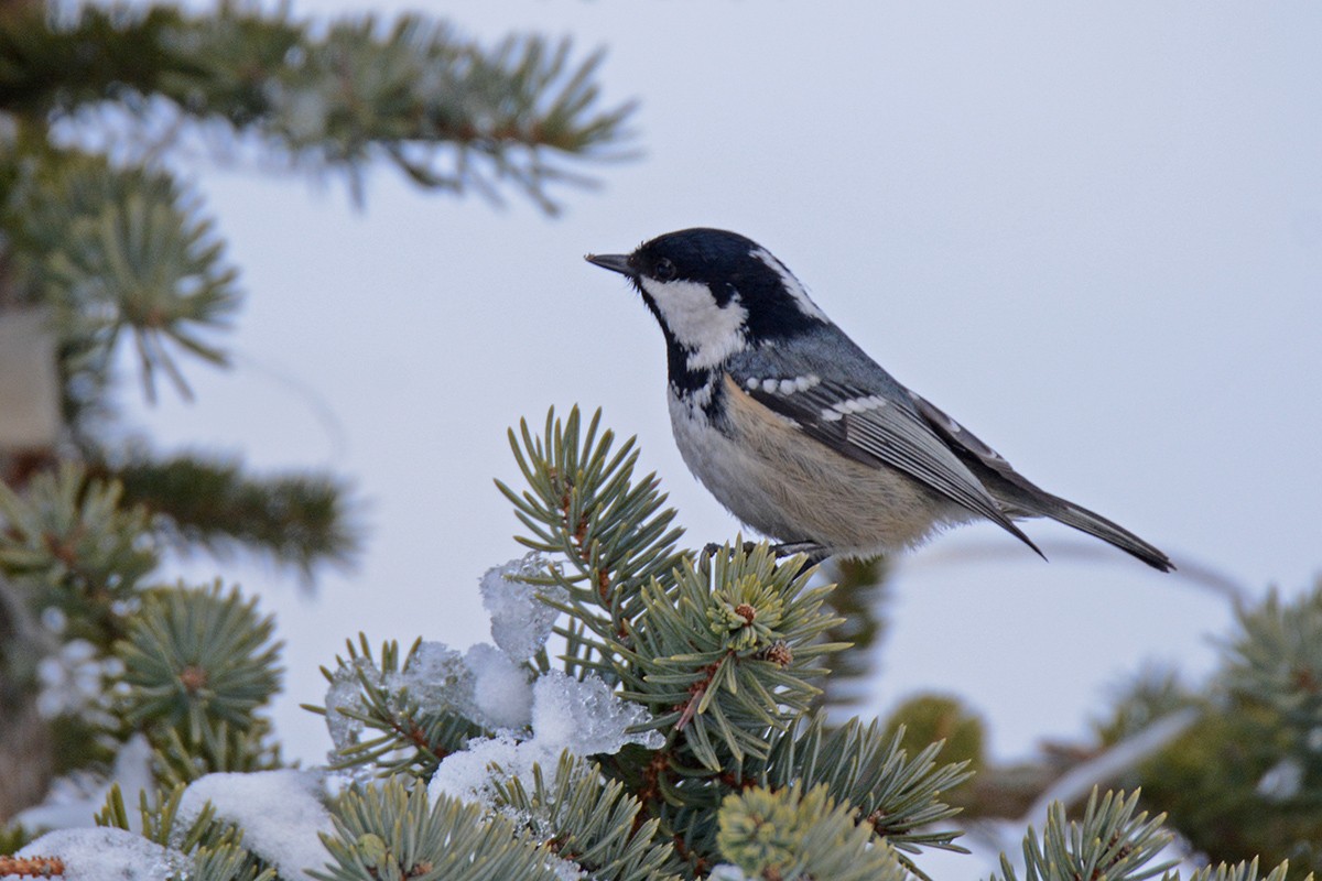 Coal Tit - ML439901021