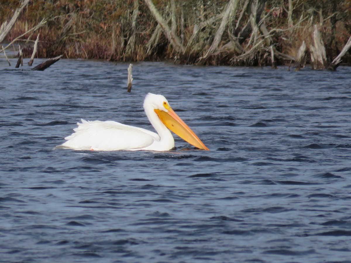 American White Pelican - Becky Laboy