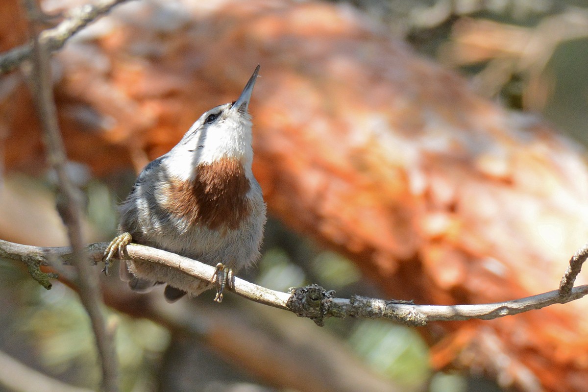 Krüper's Nuthatch - ML439901221