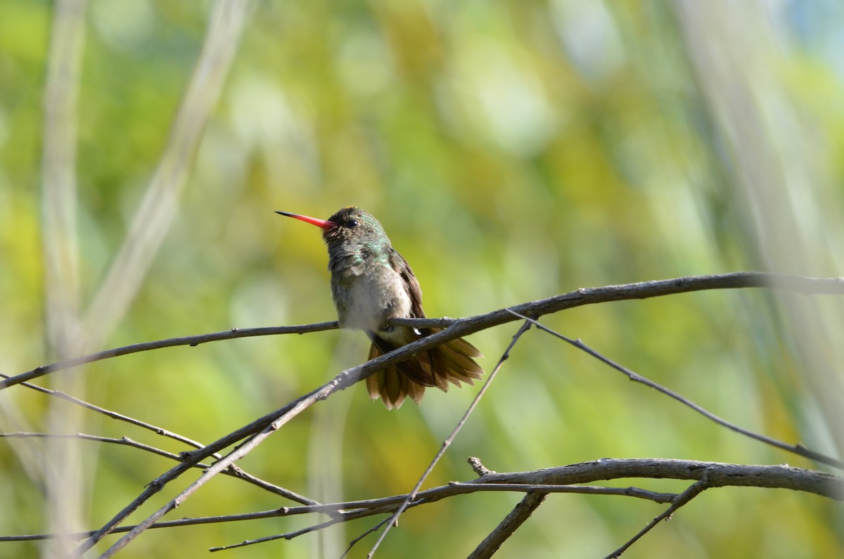 Gilded Hummingbird - ML439901251