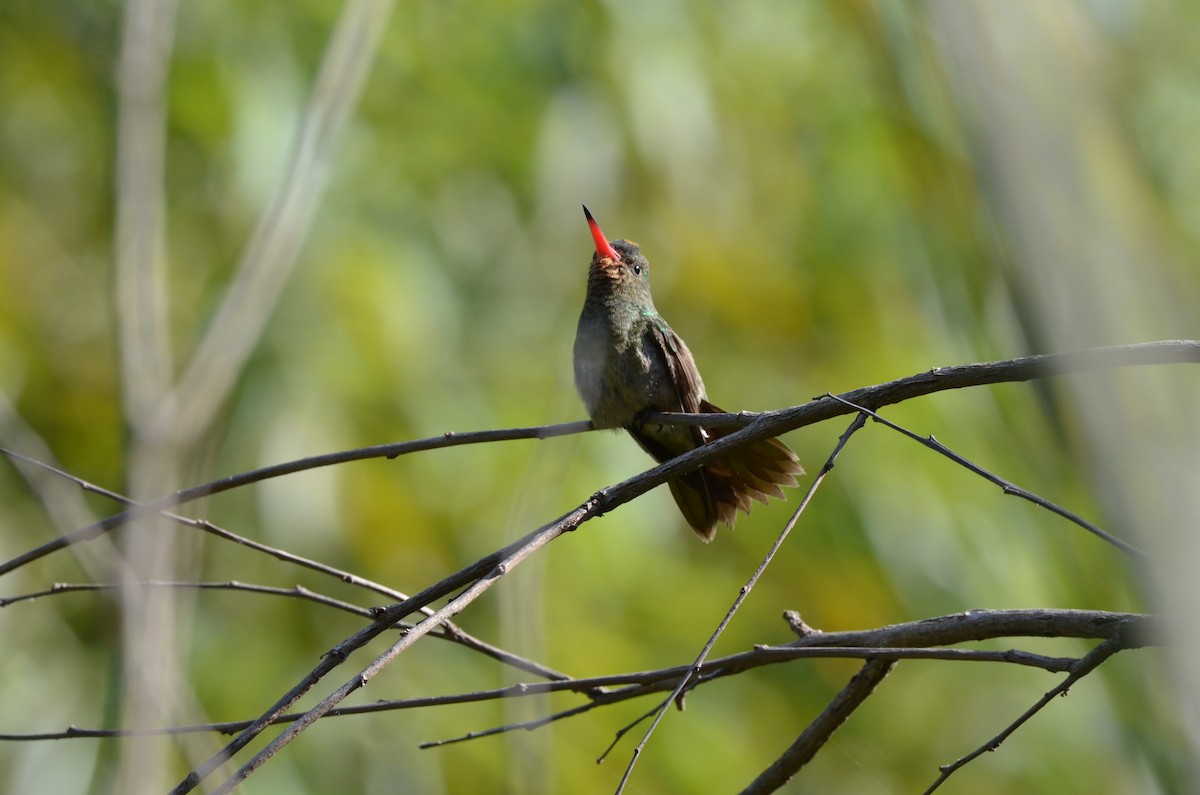 Gilded Hummingbird - ML439901311
