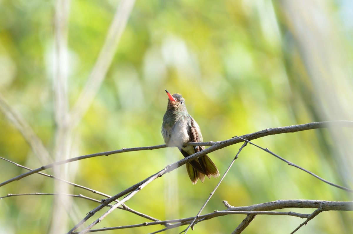 Gilded Hummingbird - ML439901341