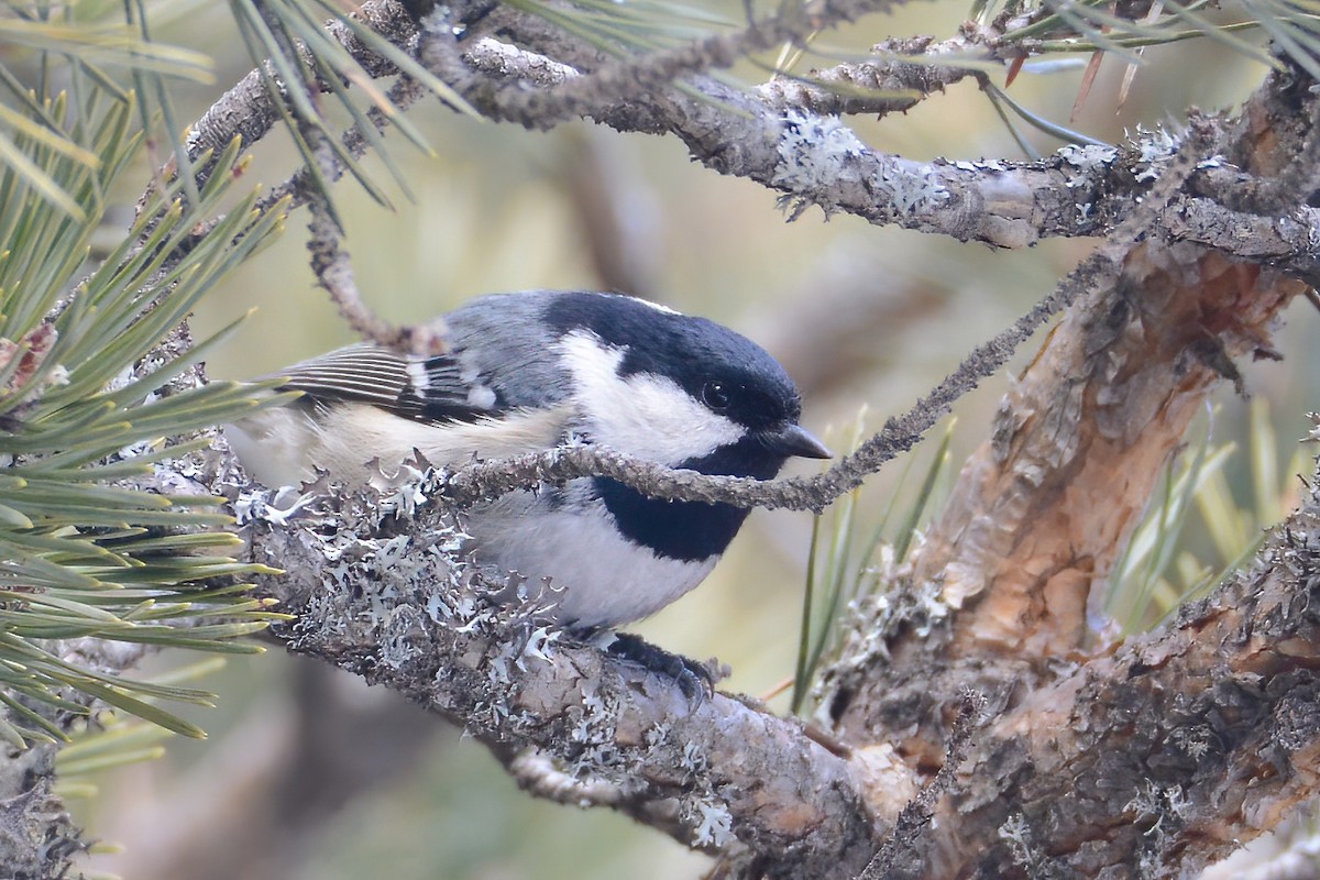 Coal Tit - ML439901941