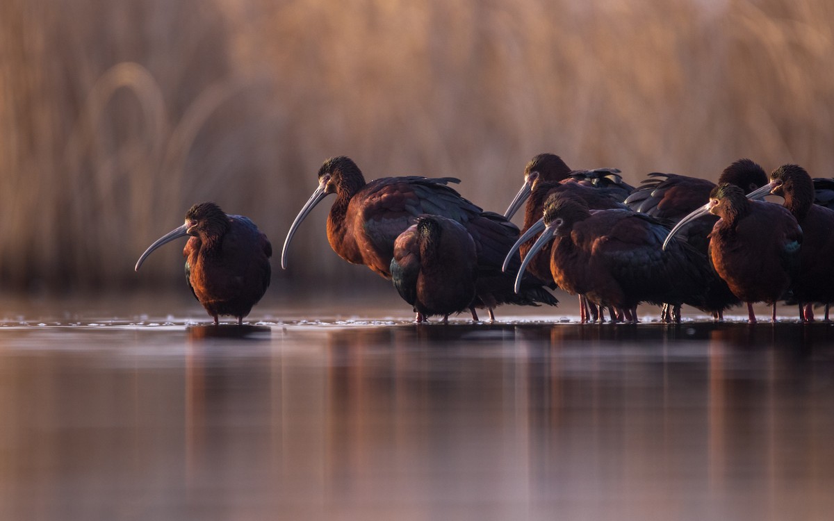 White-faced Ibis - ML439901961