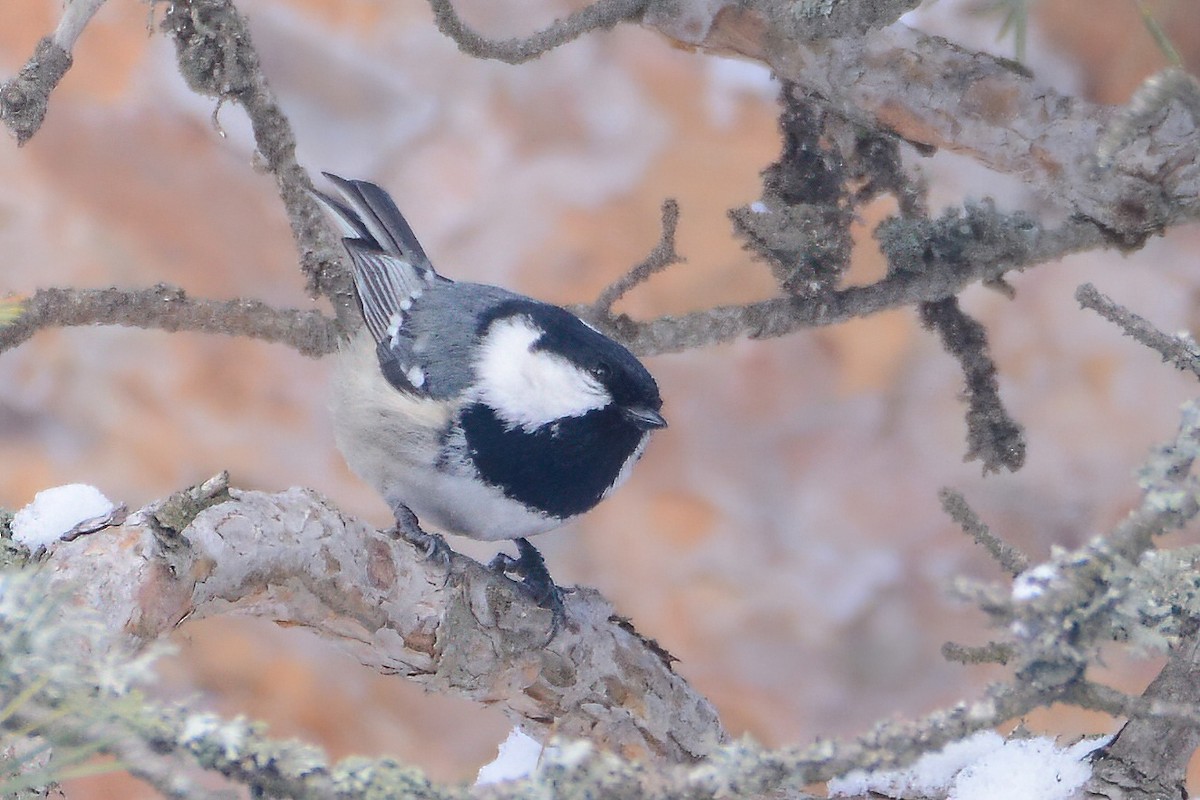 Coal Tit - ML439902021