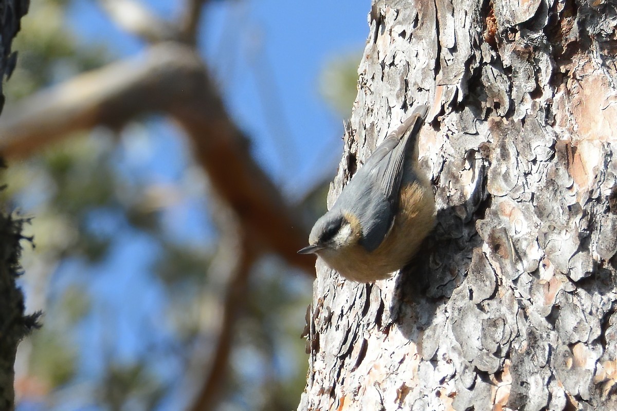 Eurasian Nuthatch - ML439902581