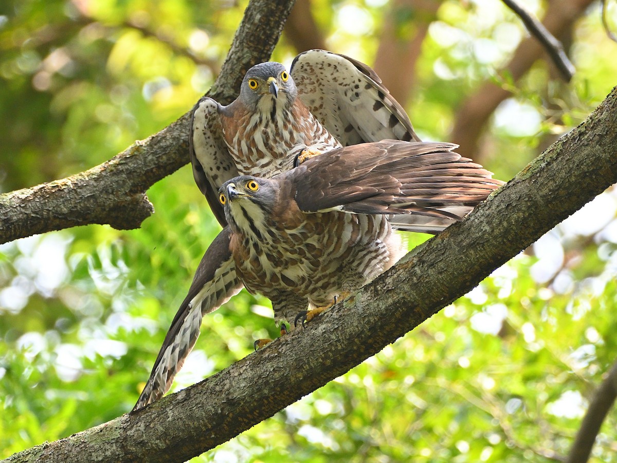 Crested Goshawk - ML439902781