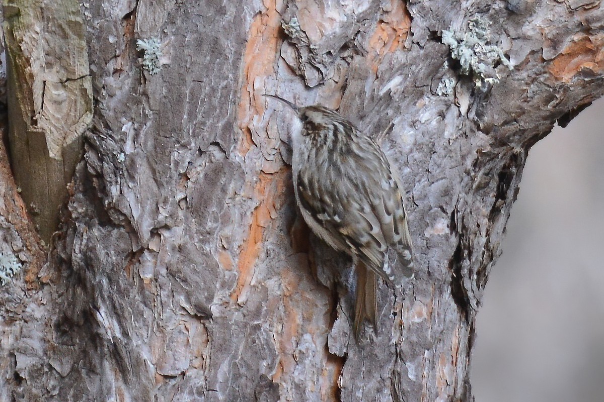 Short-toed Treecreeper - ML439902941