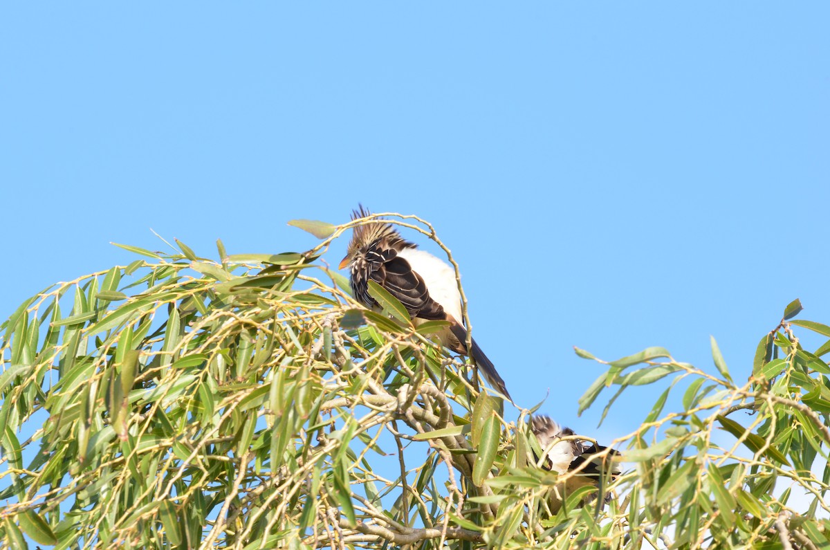 Guira Cuckoo - ML439903001